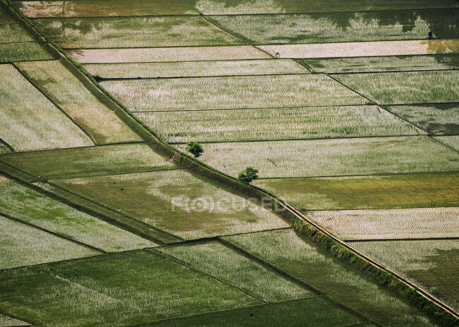 Высокая пышная зеленая сцена сельскохозяйственных полей — стоковое фото