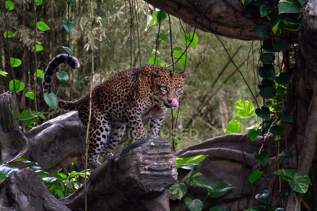 Леопард в джунглях — стокове фото