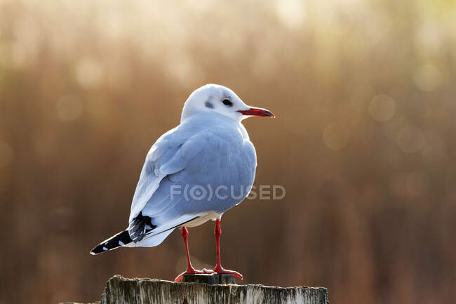 Cute little seagull sitting on tree branch on blurred natural background — Stock Photo