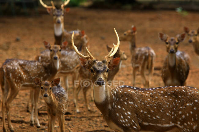 Deer in the forest — Stock Photo