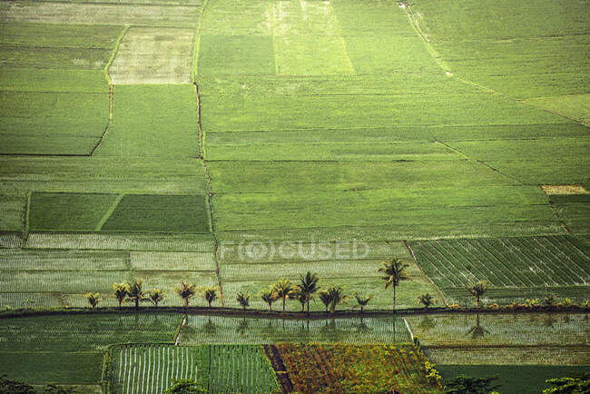 Cena verde exuberante elevada de campos agrícolas — Fotografia de Stock