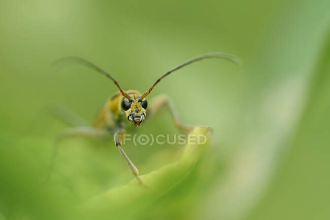 Grasshopper on green leaf outdoor, summer concept, close view — Stock Photo