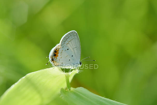 Бабочка на зеленом листе на открытом воздухе, летняя концепция, близкий вид — стоковое фото