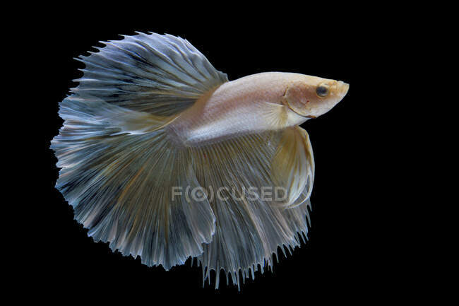 Красива риба бета, сиамські бої, ізольована на чорному тлі — стокове фото