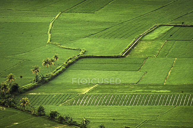 Підвищена пишна зелена сцена сільськогосподарських полів — стокове фото