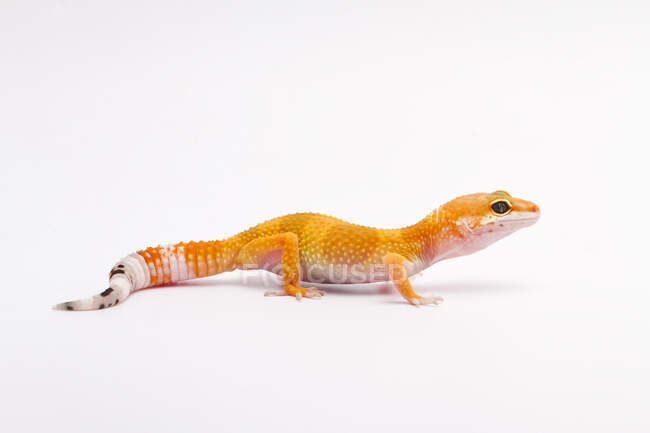 Оранжевая ящерица на белом фоне — стоковое фото