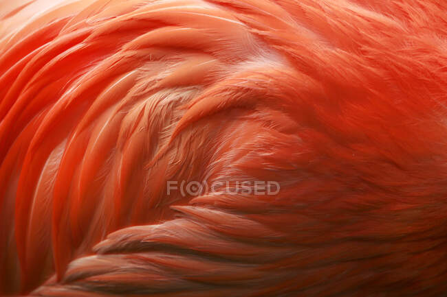 Textura de piel roja y blanca, fondo abstracto - foto de stock