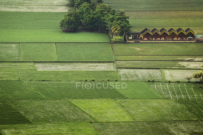 Воздушный вид зеленых рисовых полей утром — стоковое фото