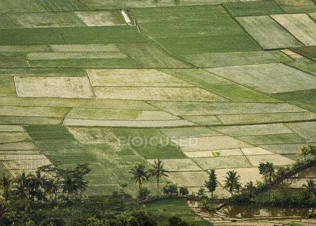 Veduta aerea delle risaie, Indonesia — Foto stock