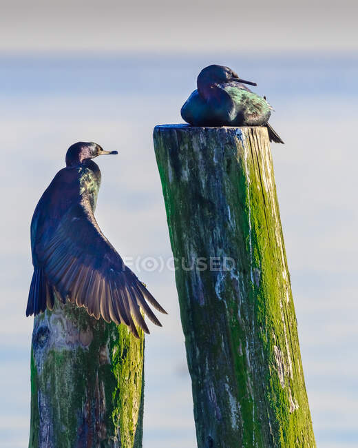 Deux oiseaux cormorans sur un poteau en bois, Colombie-Britannique, Canada — Photo de stock