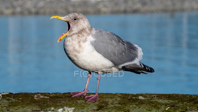 Retrato de uma gaivota, British Columbia, Canadá — Fotografia de Stock