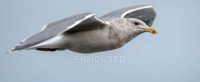Seagull in flight, Sidney, British Columbia, Canada — Stock Photo