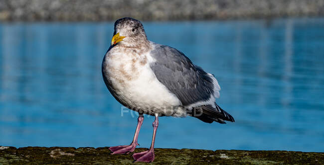 Portrait of a seagull, British Columbia, Canada — Stock Photo