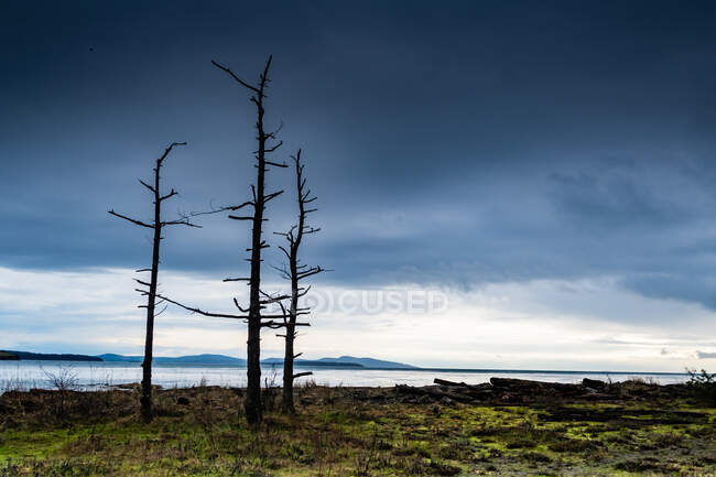 Abgestorbene Bäume am Strand, Sidney, British Columbia, Kanada — Stockfoto