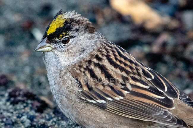 Close-up of a Golden Crowned Sparrow, Canada — Stock Photo