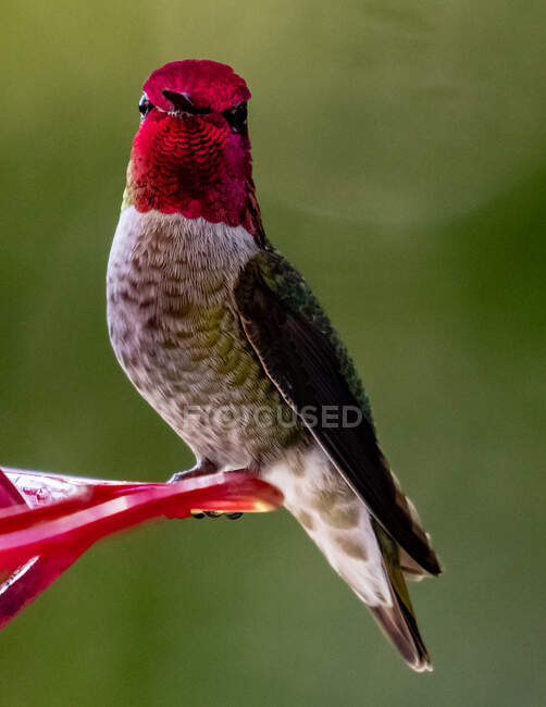 Hummingbird on a flower, Canada — Stock Photo