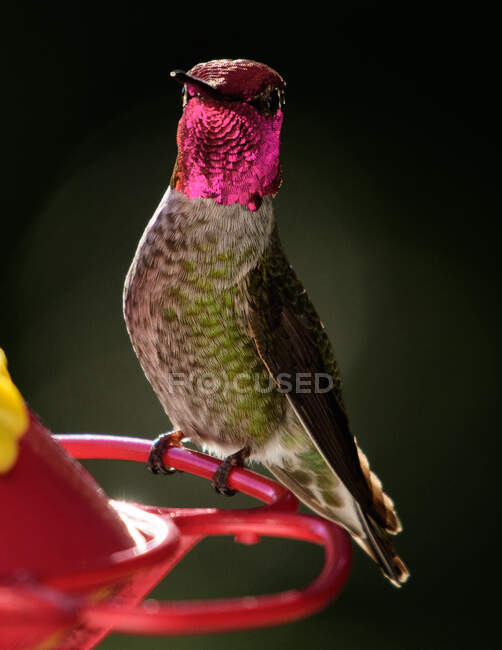 Hummingbird on a flower, Canada — Stock Photo