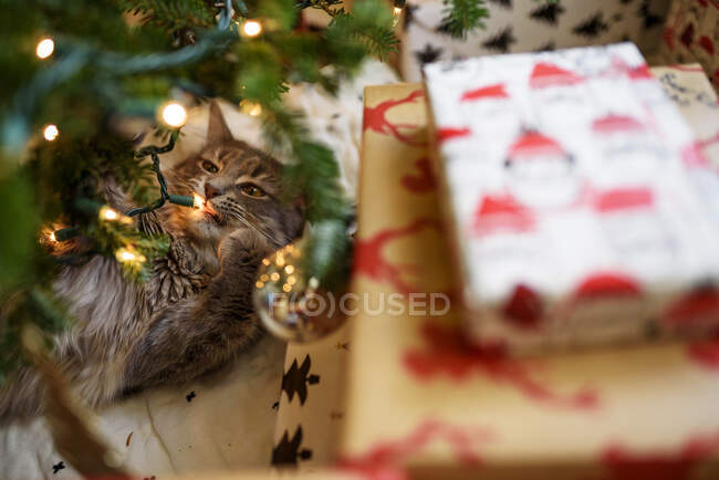 Gatinho deitado sob uma árvore de Natal ao lado de presentes embrulhados — Fotografia de Stock