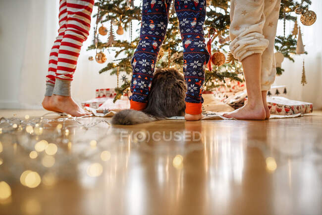 Close-up de três pernas de crianças e um gato em pé junto a uma árvore de Natal — Fotografia de Stock