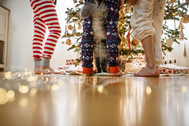 Розміщення трьох дитячих ніг і кішки під час прикраси ялинки. — стокове фото