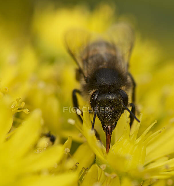 Primer plano de una abeja melífera polinizando una flor, Malta - foto de stock