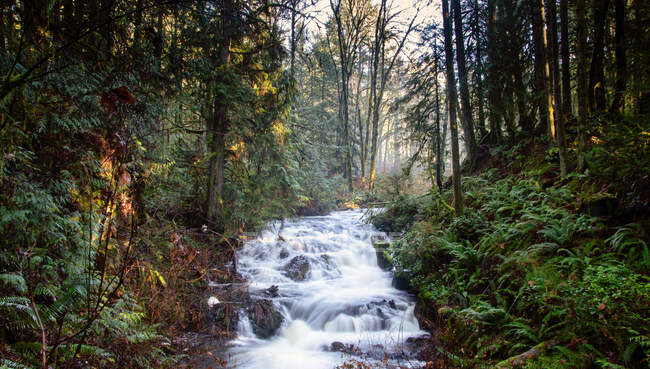 Río corriendo a través de un bosque, Canadá - foto de stock