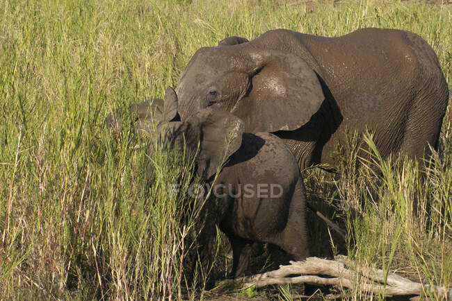 Madre y dos terneros elefantes, Parque Nacional Kruger, Sudáfrica - foto de stock