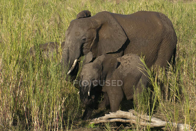 Mãe e dois bezerros elefantes, Parque Nacional Kruger, África do Sul — Fotografia de Stock