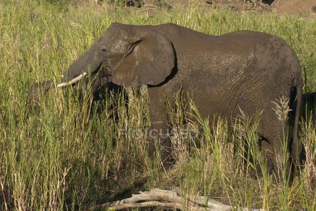 Elefante in piedi nel cespuglio, Kruger National Park, Sud Africa — Foto stock