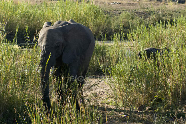 Теленок слона и слона, Национальный парк Крюгера, ЮАР — стоковое фото