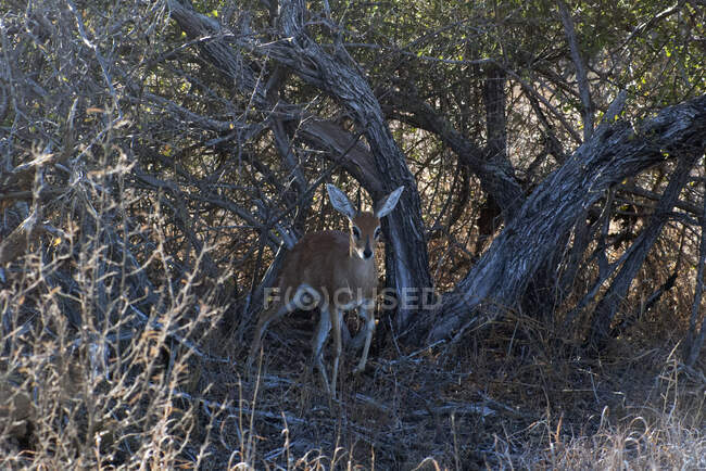 Steenbok in piedi sotto un albero, Kruger National Park, Sud Africa — Foto stock
