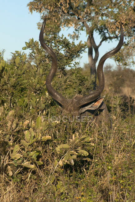 Kudu de pie detrás de un arbusto, Parque Nacional Kruger, Sudáfrica - foto de stock
