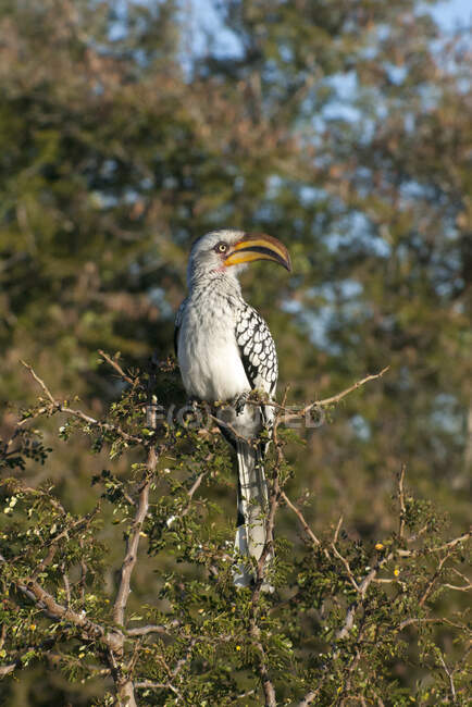 Hornbill amarelo-faturado do sul, Parque Nacional Kruger, África do Sul — Fotografia de Stock