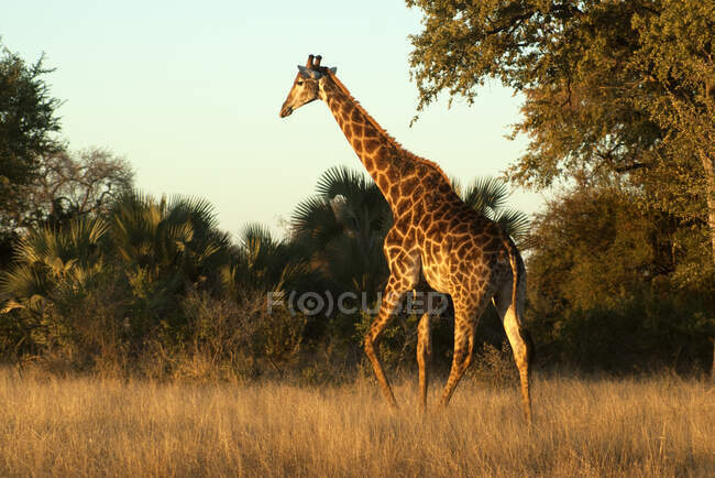 Giraffe, Kruger Nationalpark, Südafrika — Stockfoto