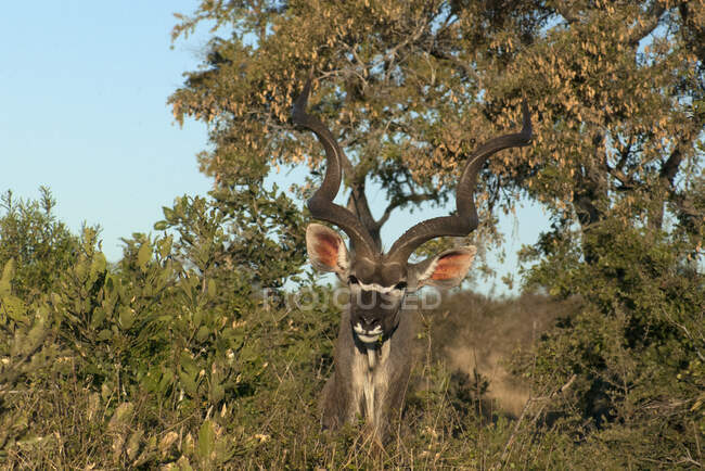 Retrato de um Kudu parado atrás de um arbusto, Parque Nacional Kruger, África do Sul — Fotografia de Stock