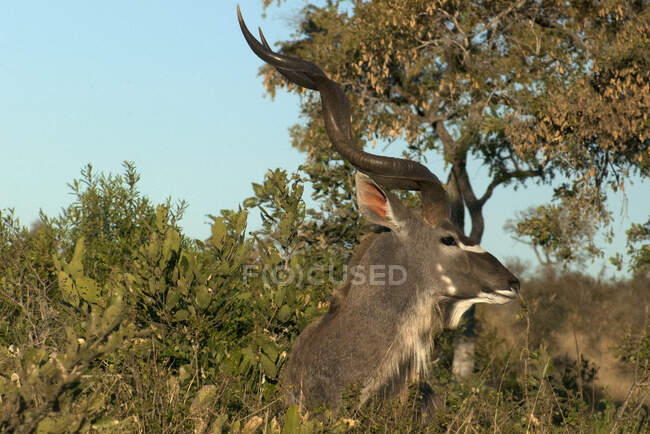 Kudu steht hinter einem Busch, Kruger National Park, Südafrika — Stockfoto