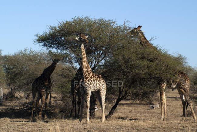 Jirafas de pie junto a un árbol comiendo, Parque Nacional Kruger, Sudáfrica - foto de stock