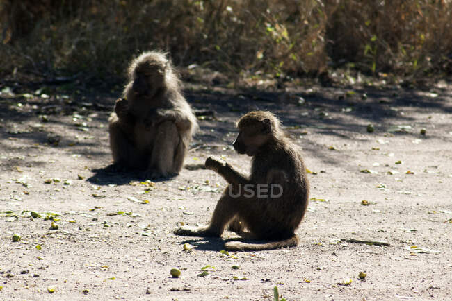 Dos Babuinos, Parque Nacional Kruger, Sudáfrica - foto de stock