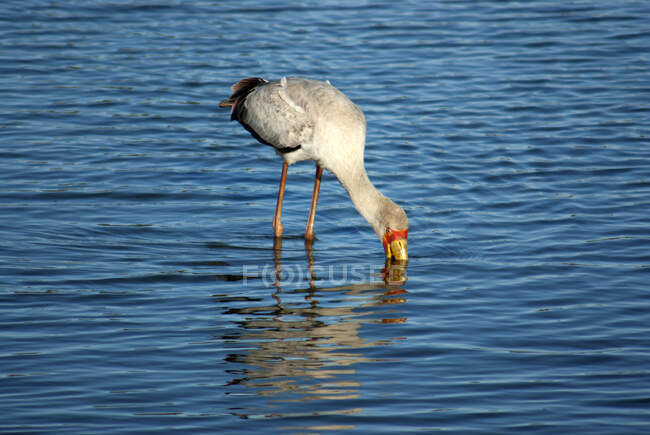 Cicogna dal becco giallo in piedi in un'alimentazione fluviale, Kruger National Park, Sud Africa — Foto stock