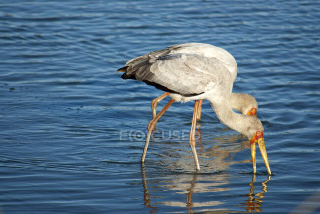 Two Yellow-billed stork standing in a river feeding, Kruger National Park, South Africa — Stock Photo