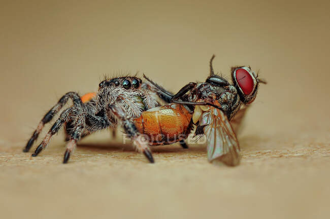 Primer plano de una araña comiendo una mosca, Indonesia - foto de stock