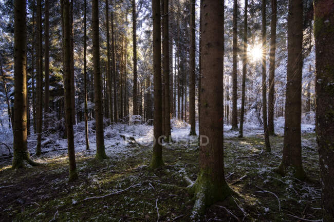 Coup de soleil à travers les arbres, Alpes françaises, France — Photo de stock