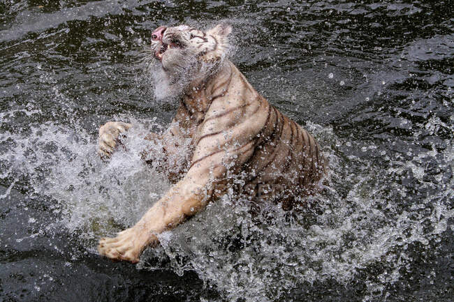 Spruzzi di tigre in un fiume, Indonesia — Foto stock
