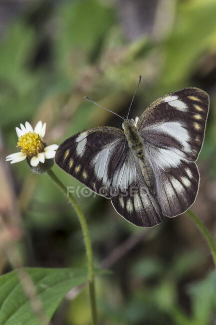Butterfly on a flower, Indonesia — Stock Photo