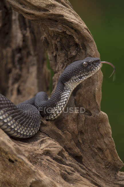 Serpente de víbora de poço de mangue em uma rocha, Indonésia — Fotografia de Stock