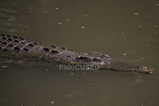 Alligator nageant dans une rivière, Indonésie — Photo de stock