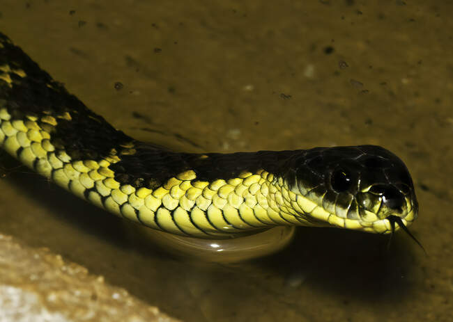 Western Tiger Snake (Notechis scutatus occidentalis) em um lago, Austrália Ocidental, Austrália — Fotografia de Stock