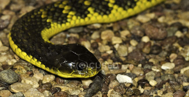 Western Tiger Snake (Notechis scutatus occidentalis), Западная Австралия, Австралия — стоковое фото