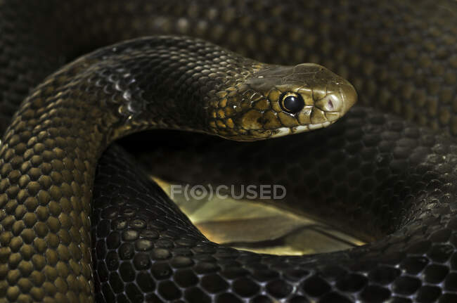 Close-up de uma cobra marrom oriental (Pseudonaja textilis), Austrália — Fotografia de Stock