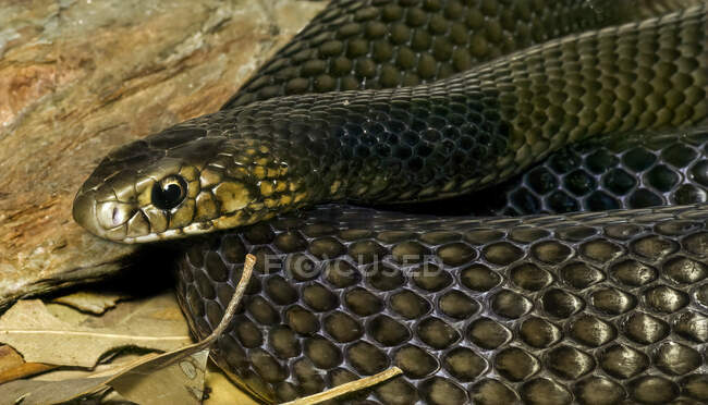 Close-up de uma cobra marrom oriental (Pseudonaja textilis), Austrália — Fotografia de Stock